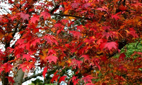 leaf autumn season