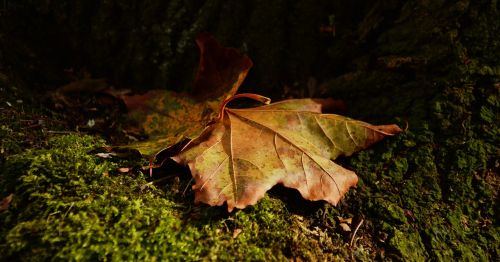 leaf autumn light shadow