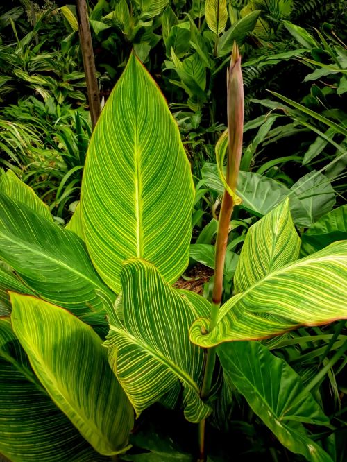 leaf flora nature