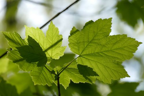 leaf nature growth