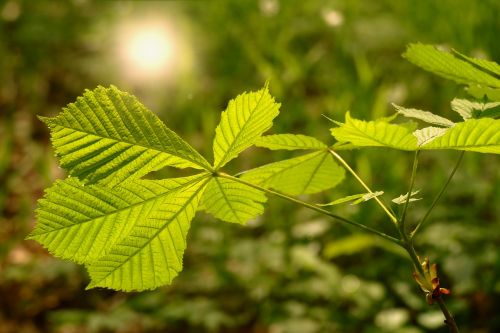 leaf nature plant