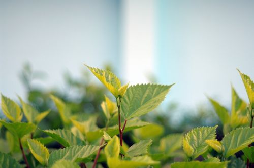 leaf plant nature