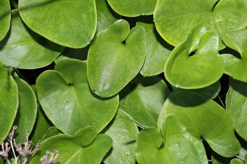 leaf plant nature