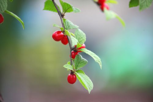 leaf nature fruit