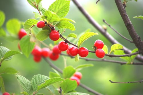 leaf nature fruit