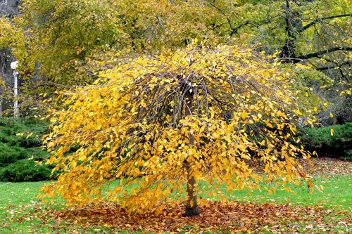 leaf tree fall