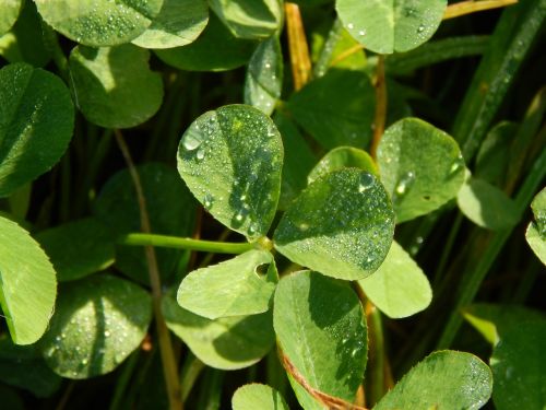 leaf plant nature