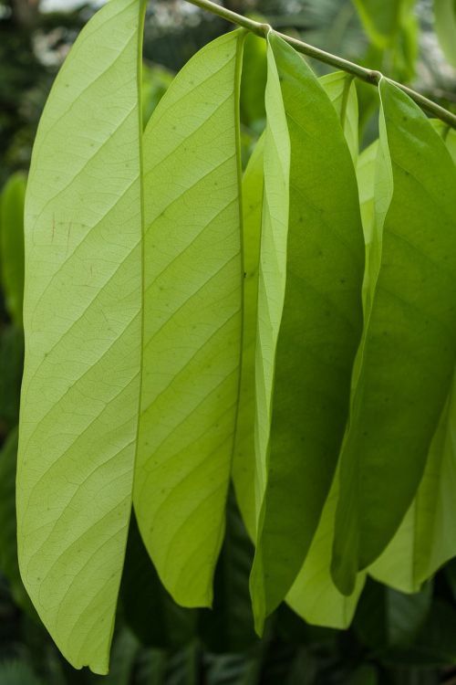 leaf plant growth