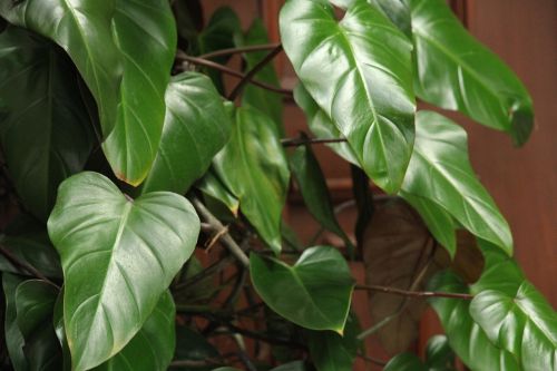 leaf plant nature