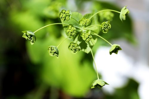 leaf plants nature