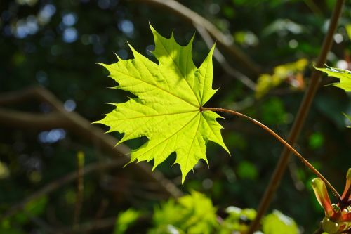 leaf maple green