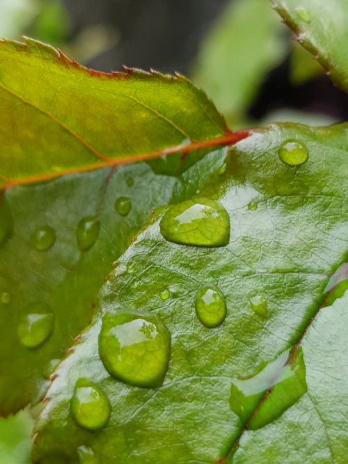 leaf plant pearl