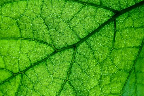 leaf plant lived