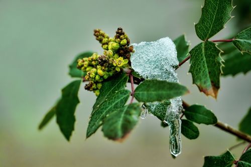 leaf plant nature