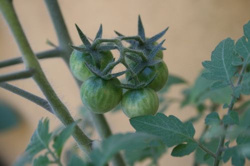 leaf food plant