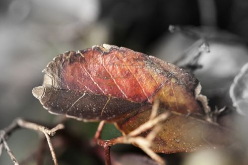 leaf nature macro