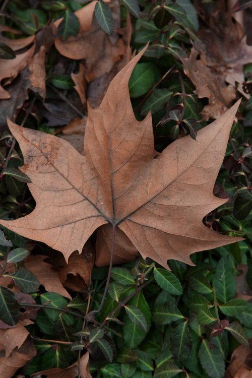 leaf tree autumn