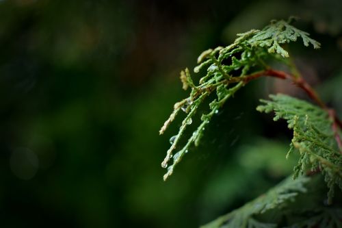 leaf nature outdoors