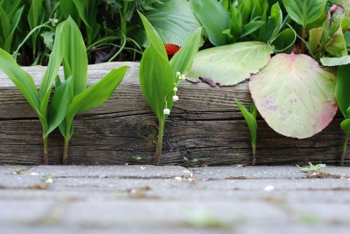 leaf nature plant