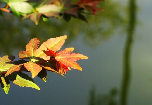 leaf nature plant