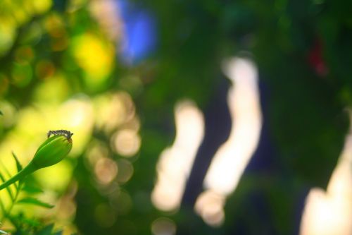 leaf nature flora