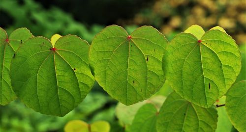 leaf flora nature