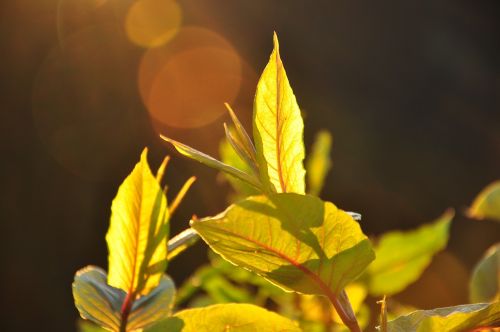 leaf nature plant