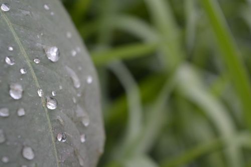 leaf water dew