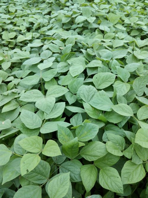 leaf flora growth