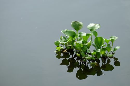 leaf flora nature