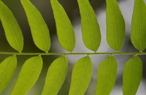 leaf leaves twig