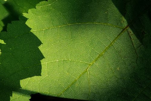 leaf plant nature