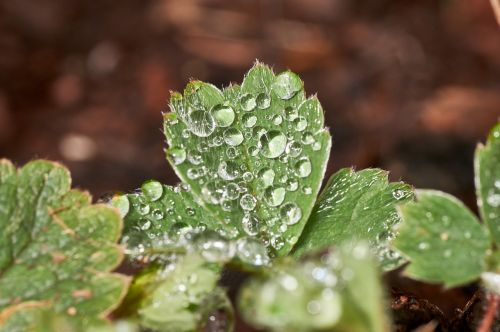 leaf plant nature