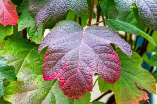 leaf nature flora