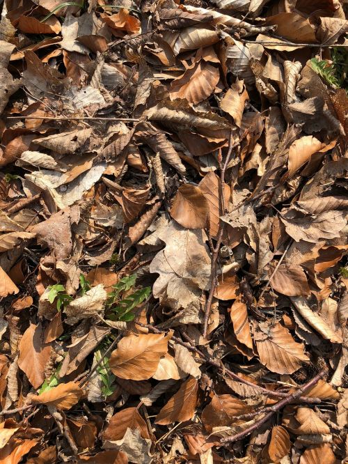 leaf nature dry