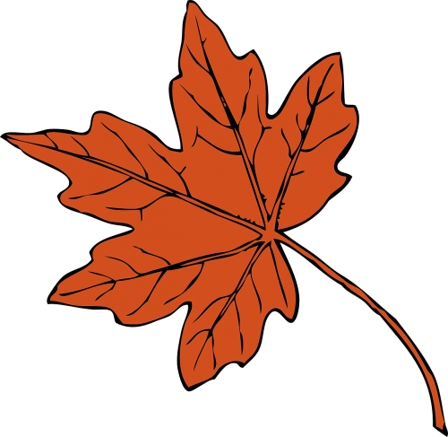 leaf orange isolated