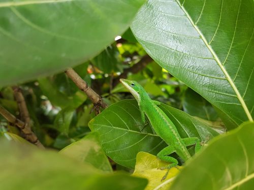 leaf flora nature