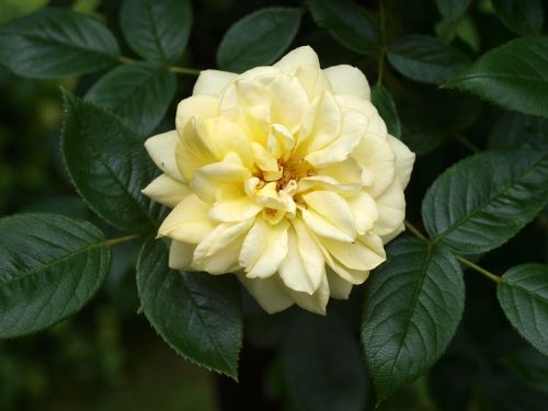 leaf flower flora