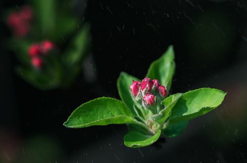 leaf nature flower