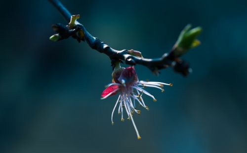 leaf nature flower