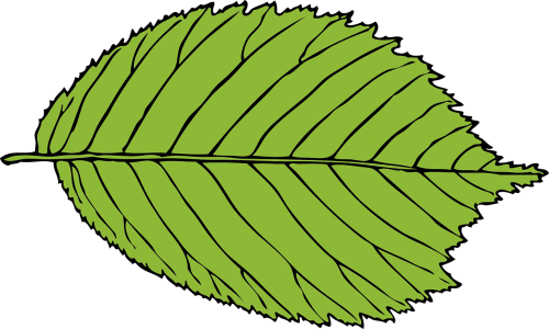 leaf green oval