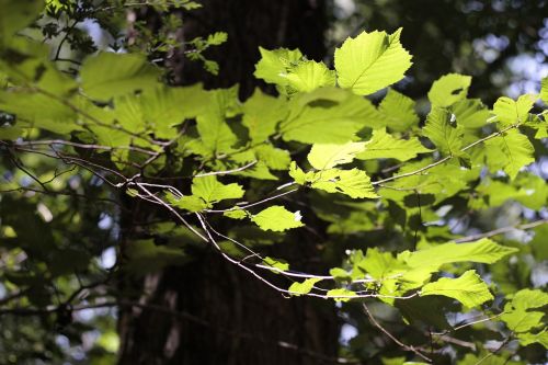 leaf nature plant