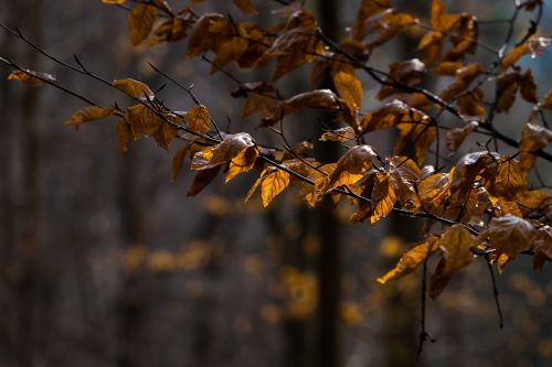 leaf nature autumn