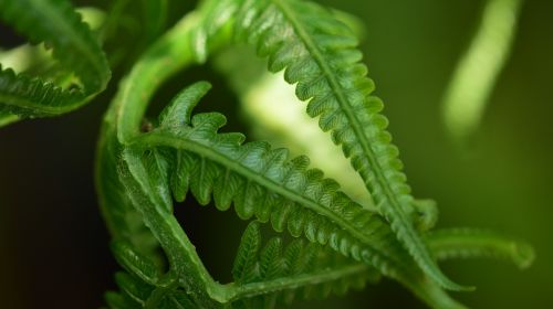 leaf fern frond