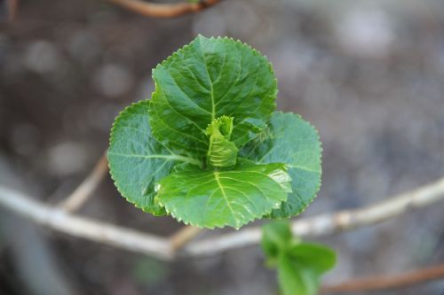 leaf flora nature