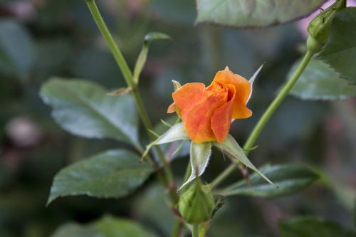 leaf nature plant