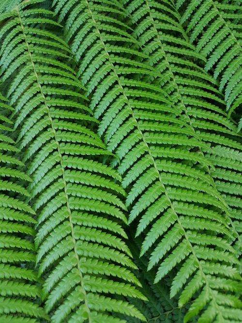 leaf nature fern