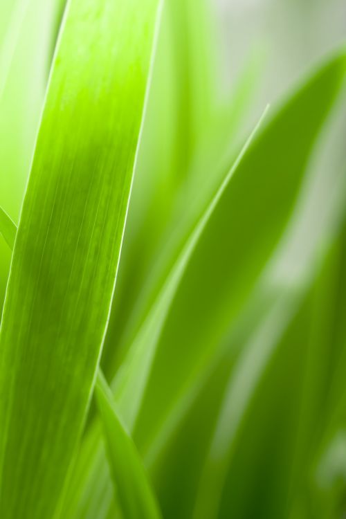 leaf growth plant