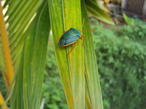 leaf nature plant