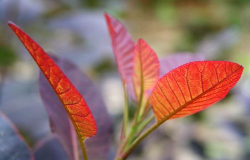 leaf nature flora